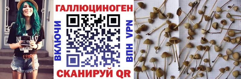 Купить  Богданович  Псилоцибиновые грибы Cubensis 